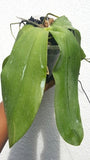 Phal. amboinensis X Phal. gigantea