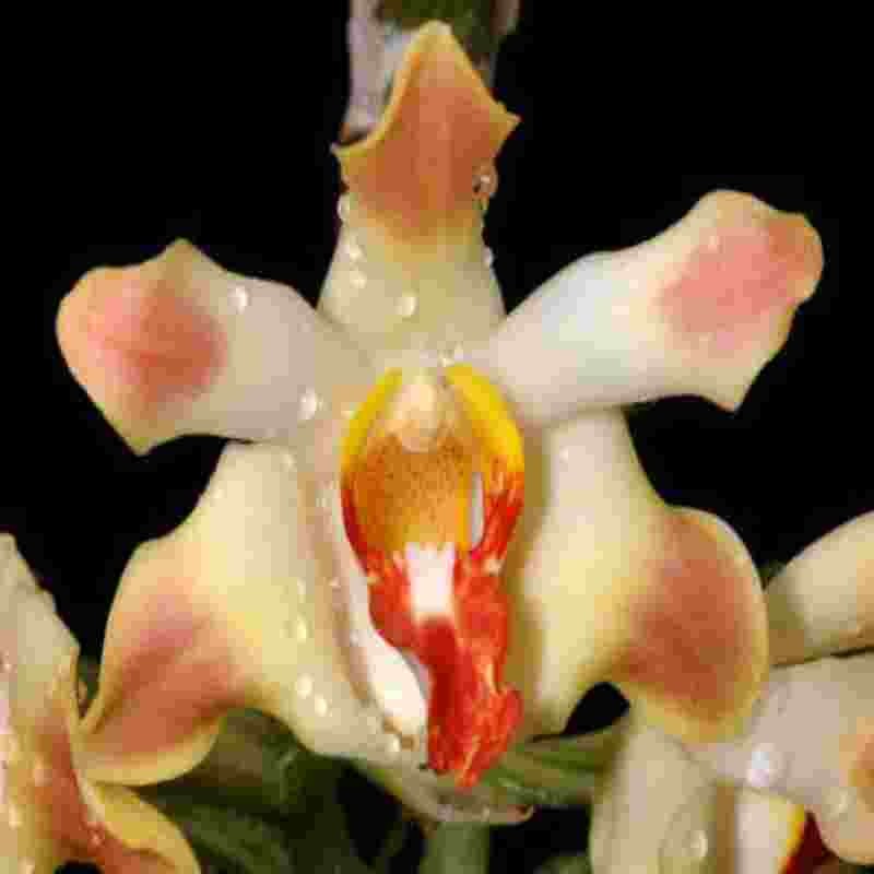 Chysis aurea sp. – EXOTICA ORCHIDS