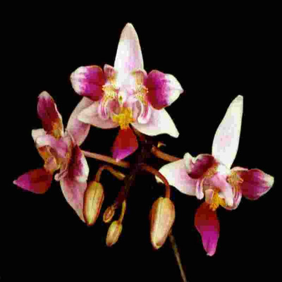 Phalaenopsis equestris 'Trident' sp.