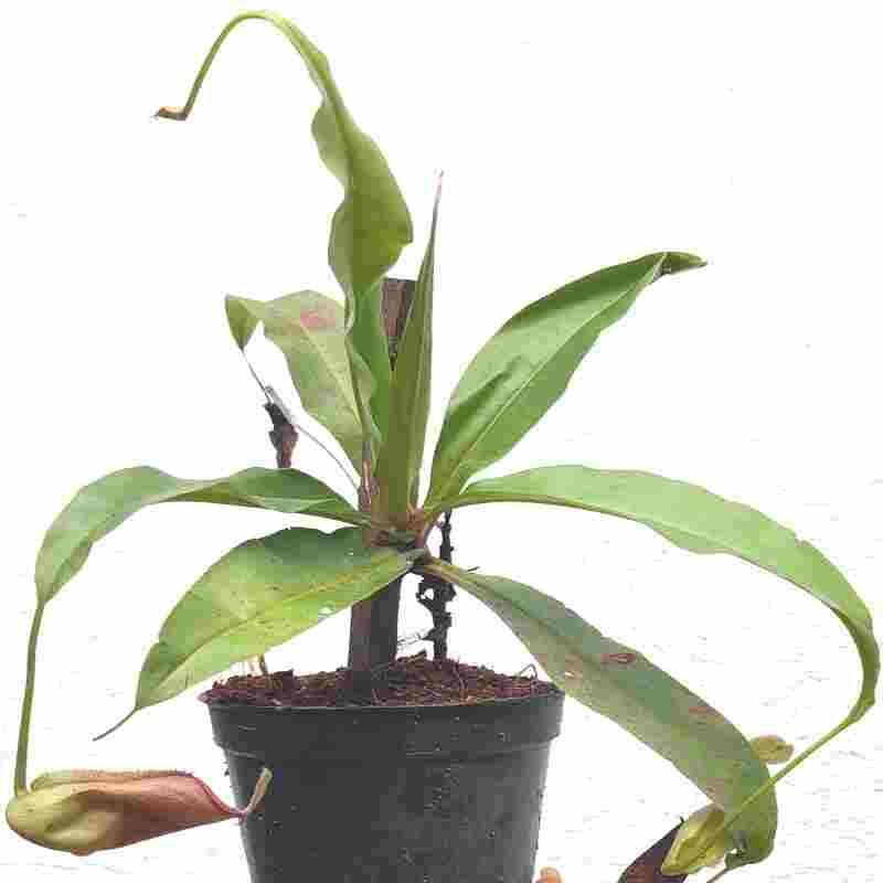 nepenthes-mirabilis-exotica-orchids
