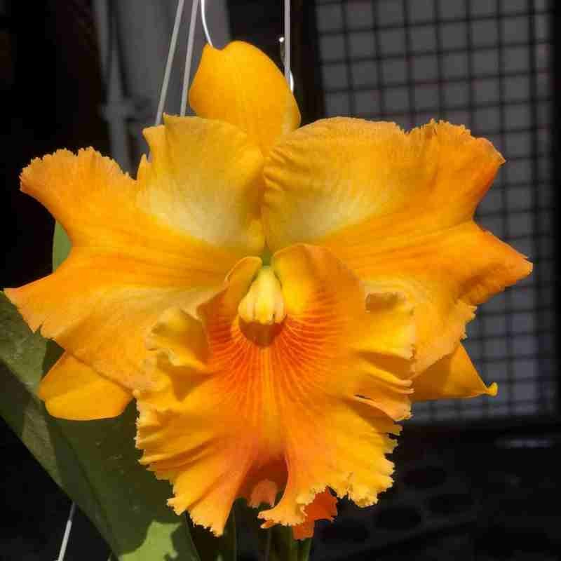 Rlc. Hadyai Delight X Rlc. Amazing Thailand – Exotica Orchids