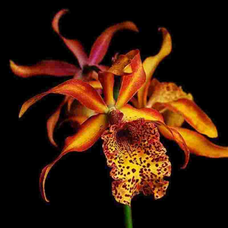 Cattleya Frances Fox Fire Flame