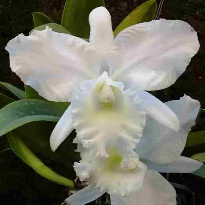 Rlc. Snow White – EXOTICA ORCHIDS