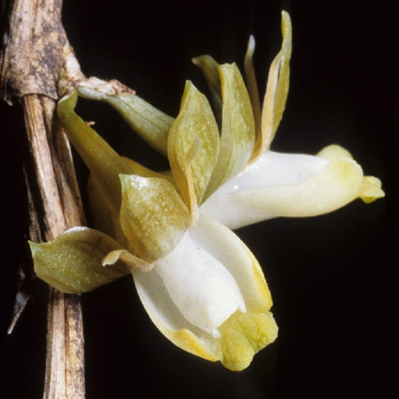 Dendrobium pachyglossum sp.