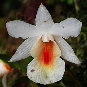 Dendrobium sinense sp.