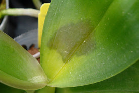 Leaves melt of Phalaenopsis during winter - Symptoms & Cares :-