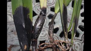Black Rots of Orchids-Symptomps & cure