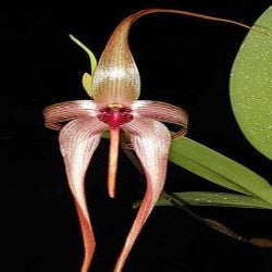 Bulbophyllums