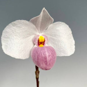 Paph delenatii Sp.- BS