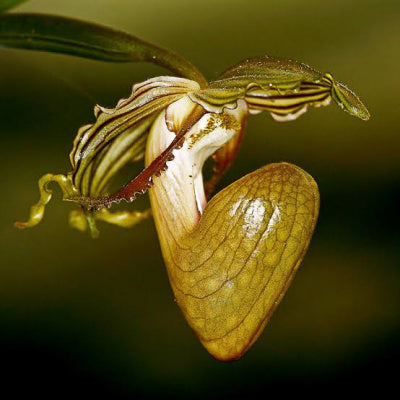 Paph. ooii Sp.