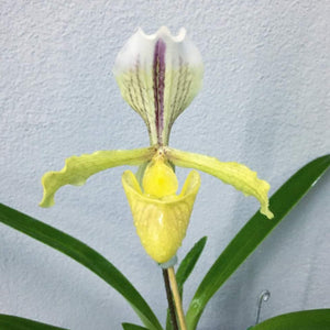 Paph.barbigerum var. sulivongii 'Moonlight' - Sp.