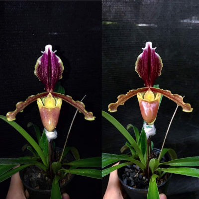 Paph. barbigerum var. sulivongii Sp.