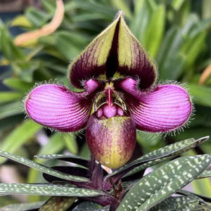 Paph.rungsuriyanum