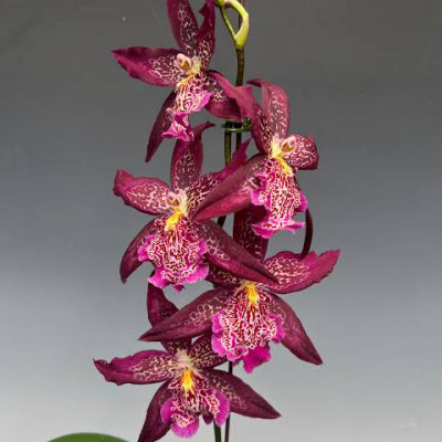 Beallara Marfitch 'Howard's Dream' AM/AOS