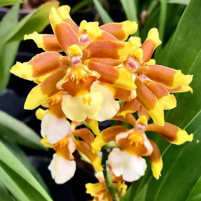 Oncostele Hilo Firecracker 'Lucky Strike'