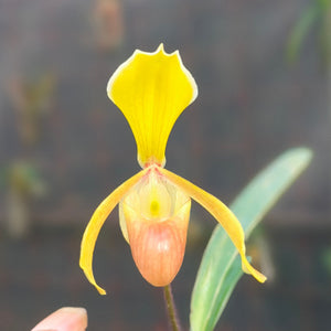 Paph. helenae