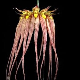Bulbophyllum longissimum sp. 