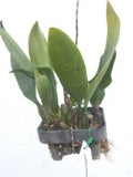 Bulbophyllum longissimum sp.