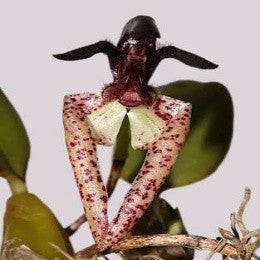 Bulbophyllum lasiochilum sp. 
