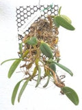 Bulbophyllum lasiochilum sp.