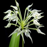 Bulbophyllum laziflorum sp. 