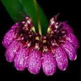 Bulbophyllum pulchellum sp.