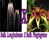 Bulb. Longissimum X Bulb. Pingtugense Bushy Plant