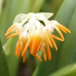 Bulbophyllum concinnum sp. 