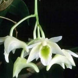 Dendrobium platygatrium sp. 
