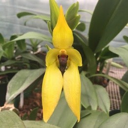 Bulbophyllum carunculatum 'magnificio' AM/CHM/AOS X Sib
