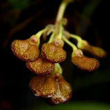 Bulbophyllum spathulatum sp. 