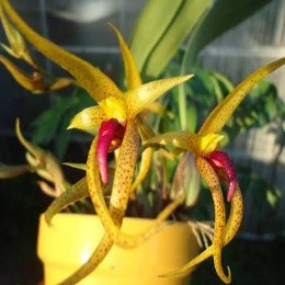 Bulbophyllum papulosum sp. 
