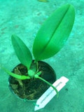 Bulbophyllum papulosum sp.