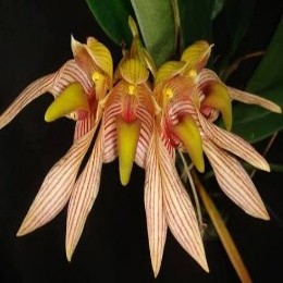 Bulbophyllum bicolor sp.