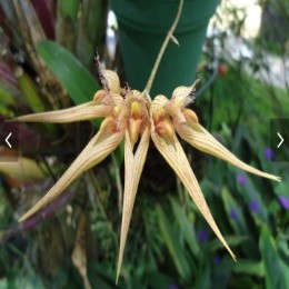 Bulbophyllum jiraporn punpreuk sp.
