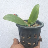 Phalaenopsis mannii black sp.