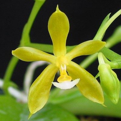 Phalaenopsis mannii fm. flava 