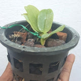 Phalaenopsis mannii fm. flava