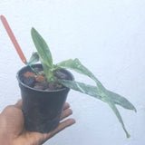 Paph. Landmark 'Cry Baby' (Glaucophyllum X Sanderianum)