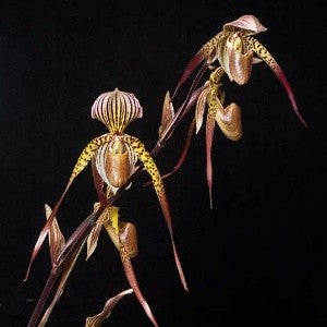 Paph. St. Low Crystelle-AM/AOS (St.Swithin X Lowii)