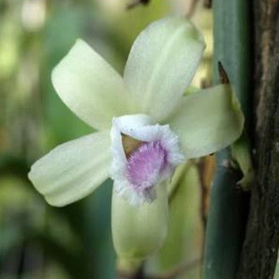 Vanilla aphyllum (Cuttings)