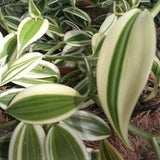 Vanilla parvifolia variegated (Cuttings)