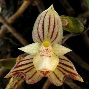 Bulbophyllum ambrosia sp.