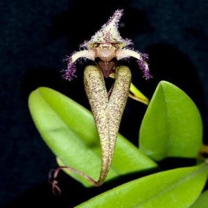 Bulbophyllum fascinator var hempaliana sp. 