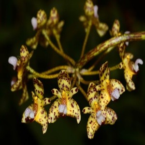 Bulbophyllum violaceolabellum sp. 