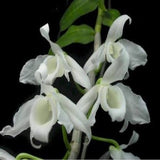 Dendrobium anosmum var dearei sp. 