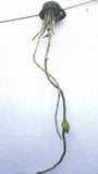 Dendrobium anosmum var dearei sp.