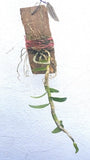 Dendrobium anosmum var semi alba "coerulea"