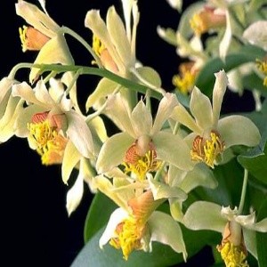 Dendrobium delacourii sp.