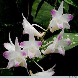 Dendrobium fairchildae sp.